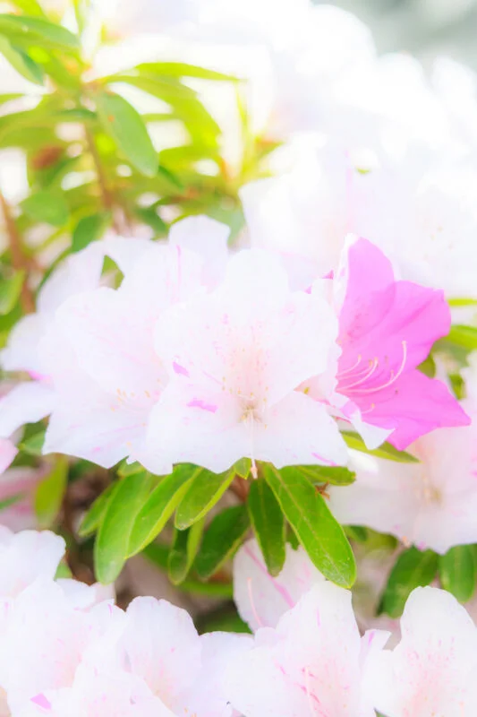 無料スマホ壁紙 かわいい紅白のツツジ。AndroidとiPhoneに対応した4K高画質の無料待ち受け画像。三重県松阪市の松坂城跡で撮影したフリー写真素材