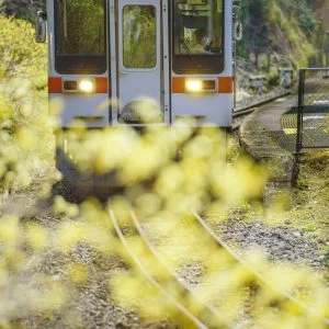 無料スマホ壁紙 光り輝くミツマタ。AndroidとiPhoneに対応した4K高画質の無料待ち受け画像。三重県鉄道の名松線で撮影したフリー写真素材