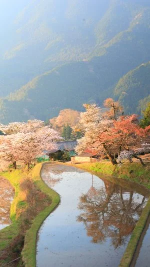 無料スマホ壁紙 朝焼けと霧。AndroidとiPhoneに対応した4K高画質の無料待ち受け画像。三重県津市の三多気の桜で撮影したフリー写真素材