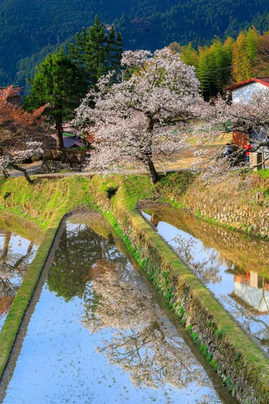 無料スマホ壁紙 青空と山桜。AndroidとiPhoneに対応した4K高画質の無料待ち受け画像。三重県津市の三多気の桜で撮影したフリー写真素材