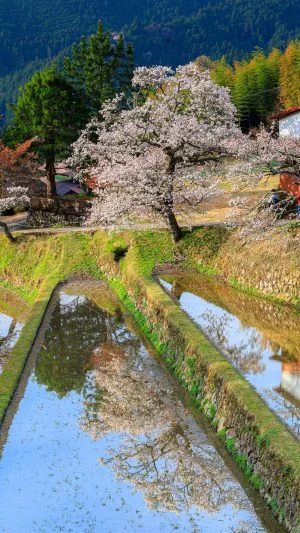 無料スマホ壁紙 青空と山桜。AndroidとiPhoneに対応した4K高画質の無料待ち受け画像。三重県津市の三多気の桜で撮影したフリー写真素材