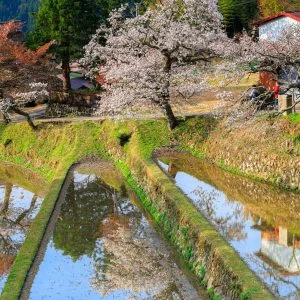 無料スマホ壁紙 青空と山桜。AndroidとiPhoneに対応した4K高画質の無料待ち受け画像。三重県津市の三多気の桜で撮影したフリー写真素材