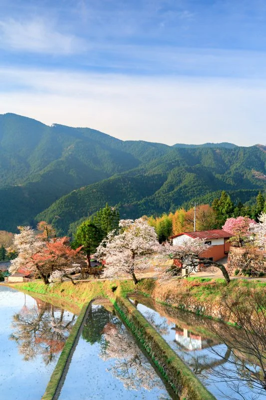 無料スマホ壁紙 日本の原風景。AndroidとiPhoneに対応した4K高画質の無料待ち受け画像。三重県津市の三多気の桜で撮影したフリー写真素材