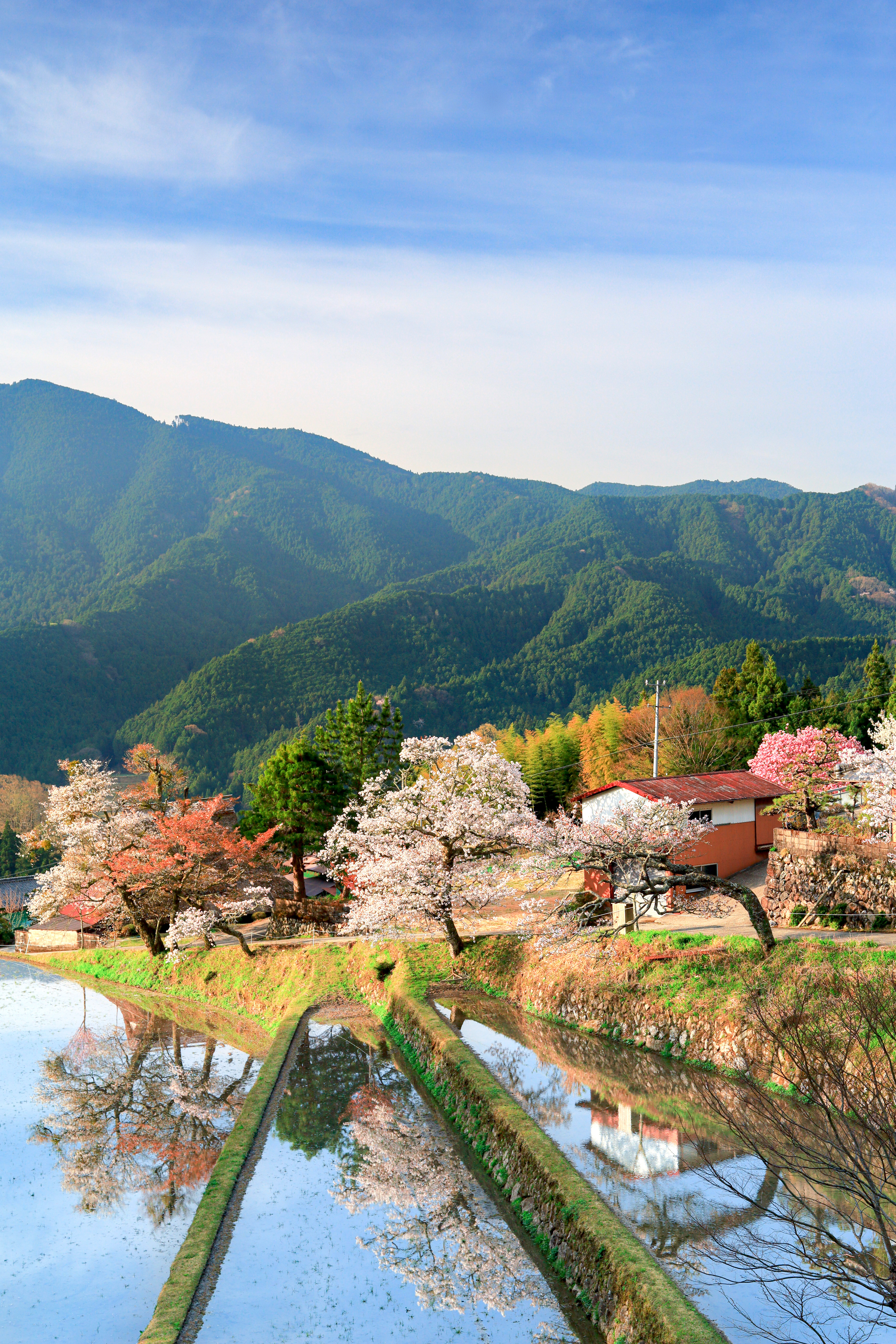 無料スマホ壁紙 📱 日本の原風景 | 三多気の桜の写真 | 三重フォト