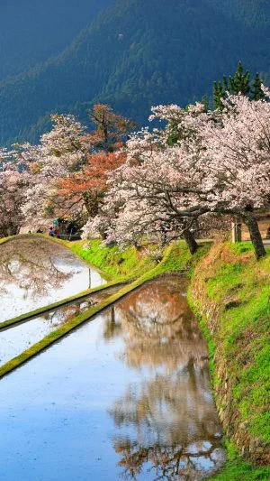 無料スマホ壁紙 棚田の山桜並木。AndroidとiPhoneに対応した4K高画質の無料待ち受け画像。三重県津市の三多気の桜で撮影したフリー写真素材