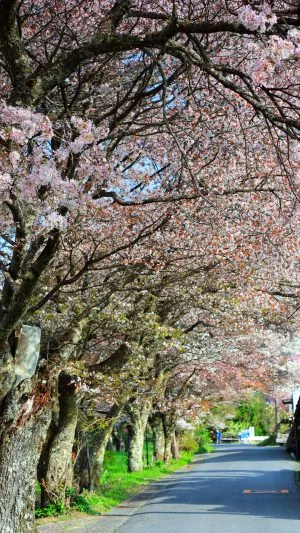 無料スマホ壁紙 圧巻の山桜並木。AndroidとiPhoneに対応した4K高画質の無料待ち受け画像。三重県津市の三多気の桜で撮影したフリー写真素材