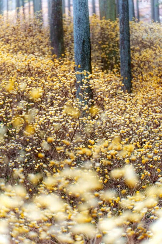 無料スマホ壁紙 まるで妖精の森。AndroidとiPhoneに対応した4K高画質の無料待ち受け画像。三重県伊賀市のミツマタの森で撮影したフリー写真素材