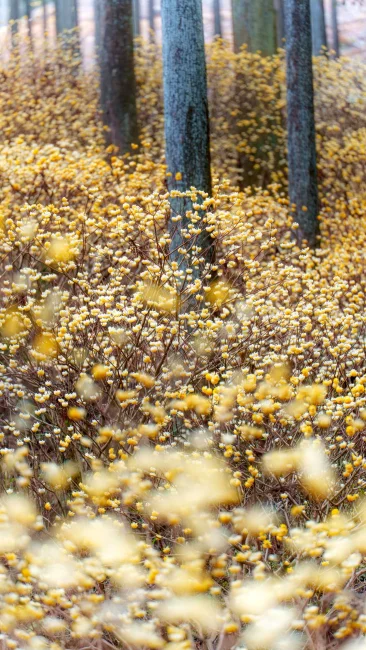 無料スマホ壁紙 まるで妖精の森。AndroidとiPhoneに対応した4K高画質の無料待ち受け画像。三重県伊賀市のミツマタの森で撮影したフリー写真素材