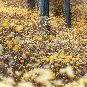 無料スマホ壁紙 まるで妖精の森。AndroidとiPhoneに対応した4K高画質の無料待ち受け画像。三重県伊賀市のミツマタの森で撮影したフリー写真素材