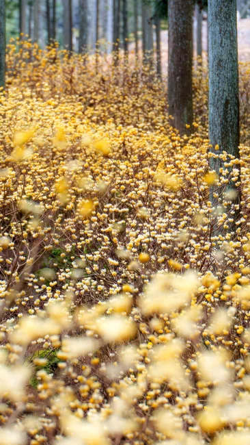 無料壁紙 ミツマタが密集する場所。PCとデスクトップ壁紙に最適な4K高画質の無料壁紙。三重県伊賀市のミツマタの森で撮影したフリー写真素材