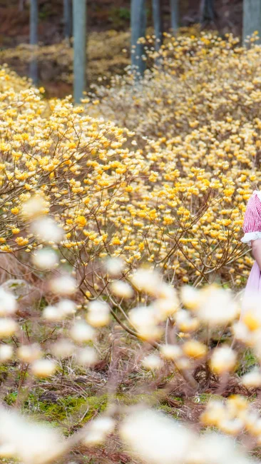 無料壁紙 ミツマタの森を散策する女性。PCとデスクトップ壁紙に最適な4K高画質の無料壁紙。三重県伊賀市のミツマタの森で撮影したフリー写真素材