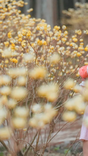 無料壁紙 ミツマタの森を干渉する親子。PCとデスクトップ壁紙に最適な4K高画質の無料壁紙。三重県伊賀市のミツマタの森で撮影したフリー写真素材