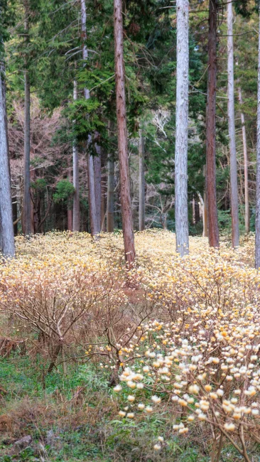 無料壁紙 駐車場からミツマタの森までの通路。PCとデスクトップ壁紙に最適な4K高画質の無料壁紙。三重県伊賀市のミツマタの森で撮影したフリー写真素材