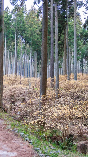 無料壁紙 ミツマタの森の散策路。PCとデスクトップ壁紙に最適な4K高画質の無料壁紙。三重県伊賀市のミツマタの森で撮影したフリー写真素材