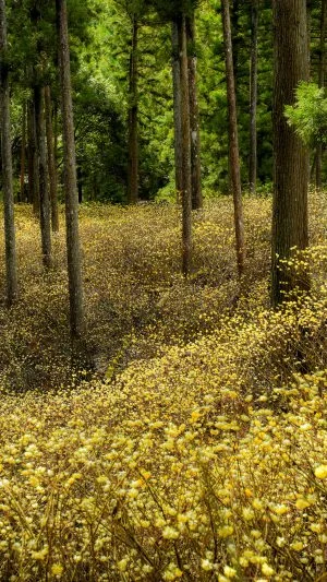 無料スマホ壁紙 妖精の森。AndroidとiPhoneに対応した4K高画質の無料待ち受け画像。三重県津市のミツマタ群生地で撮影したフリー写真素材