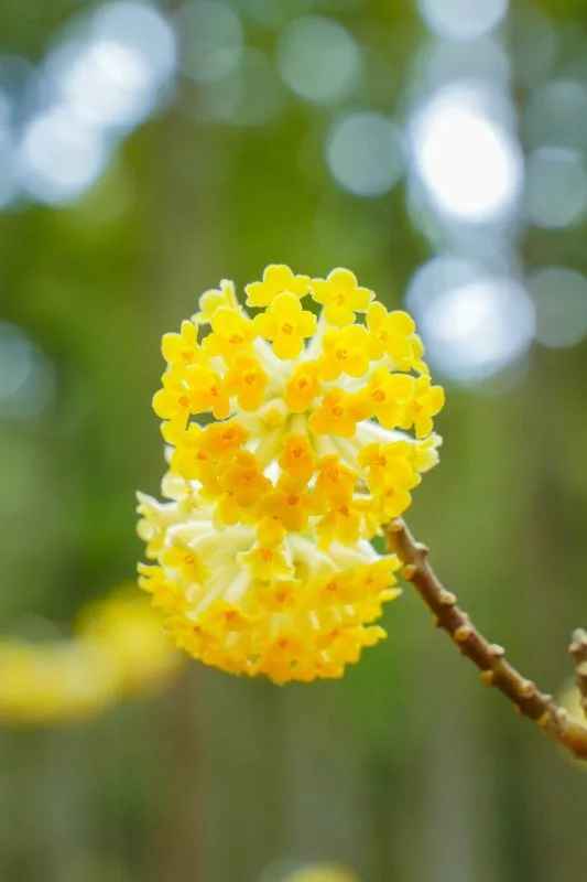 無料スマホ壁紙 ミツマタの花。AndroidとiPhoneに対応した4K高画質の無料待ち受け画像。三重県津市のミツマタ群生地で撮影したフリー写真素材