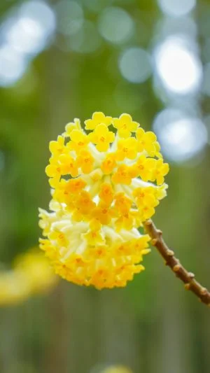 無料スマホ壁紙 ミツマタの花。AndroidとiPhoneに対応した4K高画質の無料待ち受け画像。三重県津市のミツマタ群生地で撮影したフリー写真素材