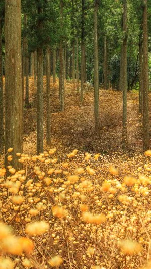 無料スマホ壁紙 まるで妖精の森。AndroidとiPhoneに対応した4K高画質の無料待ち受け画像。三重県津市のミツマタ群生地で撮影したフリー写真素材