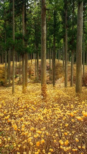 無料スマホ壁紙 ミツマタが輝く森。AndroidとiPhoneに対応した4K高画質の無料待ち受け画像。三重県津市のミツマタ群生地で撮影したフリー写真素材