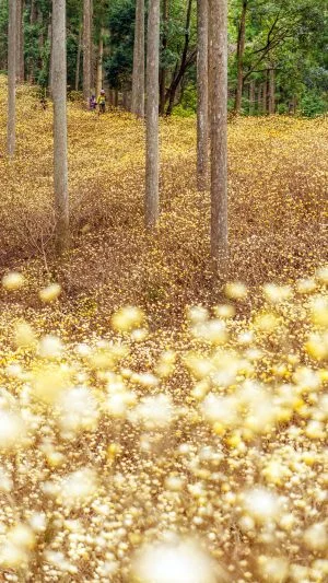 無料スマホ壁紙 まるで妖精が潜む森。AndroidとiPhoneに対応した4K高画質の無料待ち受け画像。三重県津市のミツマタ群生地で撮影したフリー写真素材