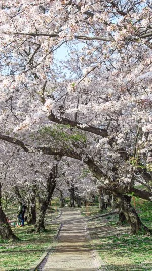 無料壁紙 桜並木の中。PCとデスクトップ壁紙に最適な4K高画質の無料壁紙。三重県伊勢市の宮川堤の桜並木で撮影したフリー写真素材