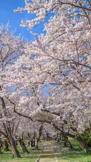 無料スマホ壁紙 春爛漫。AndroidとiPhoneに対応した4K高画質の無料待ち受け画像。三重県伊勢市の宮川堤の桜並木で撮影したフリー写真素材