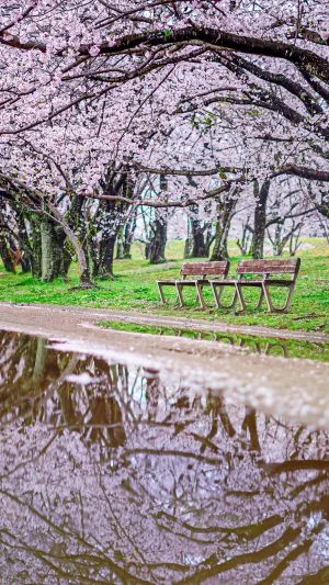 無料壁紙 桜リフレクション。PCとデスクトップ壁紙に最適な4K高画質の無料壁紙。三重県伊勢市の宮川堤の桜並木で撮影したフリー写真素材