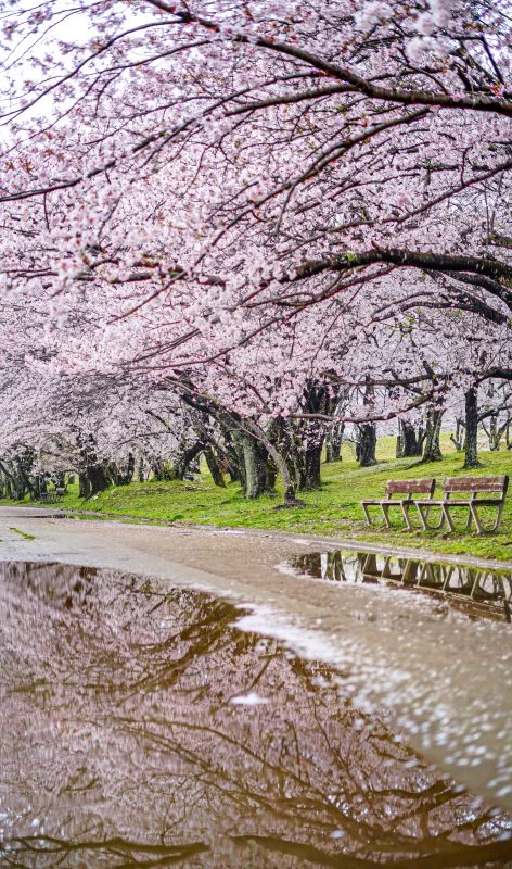 無料スマホ壁紙 雨でも美しい桜並木。AndroidとiPhoneに対応した4K高画質の無料待ち受け画像。三重県伊勢市の宮川堤の桜並木で撮影したフリー写真素材