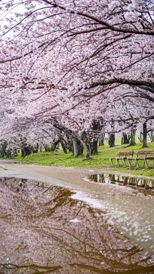 無料スマホ壁紙 雨でも美しい桜並木。AndroidとiPhoneに対応した4K高画質の無料待ち受け画像。三重県伊勢市の宮川堤の桜並木で撮影したフリー写真素材