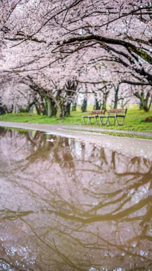 無料スマホ壁紙 水溜りに映る桜。AndroidとiPhoneに対応した4K高画質の無料待ち受け画像。三重県伊勢市の宮川堤の桜並木で撮影したフリー写真素材