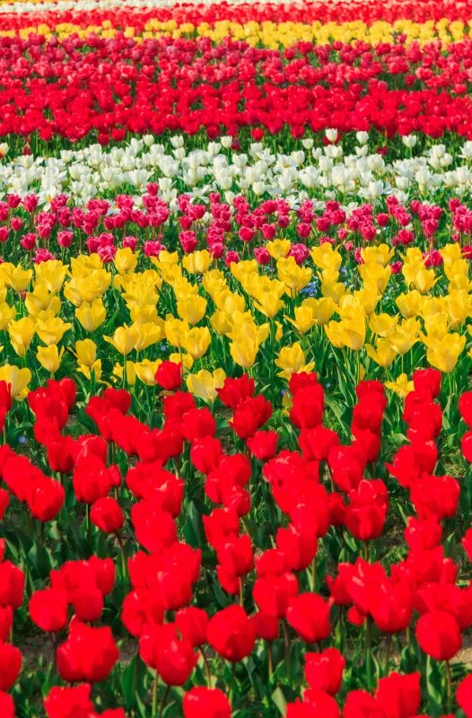 色とりどりのチューリップ