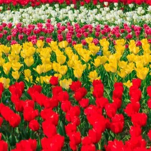 無料スマホ壁紙 色とりどりのチューリップ。AndroidとiPhoneに対応した4K高画質の無料待ち受け画像。三重県桑名市のなばなの里で撮影したフリー写真素材