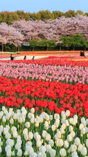 無料壁紙 桜とチューリップの共演。PCとデスクトップ壁紙に最適な4K高画質の無料壁紙。三重県桑名市のなばなの里で撮影したフリー写真素材