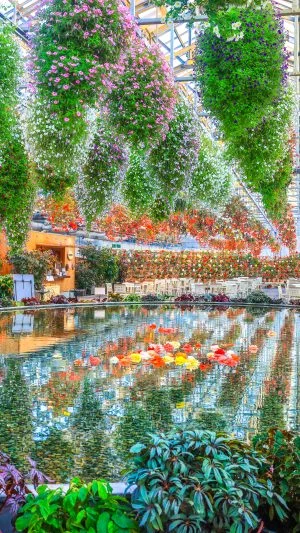 無料スマホ壁紙 まるで絵画の世界。AndroidとiPhoneに対応した4K高画質の無料待ち受け画像。三重県桑名市のなばなの里で撮影したフリー写真素材