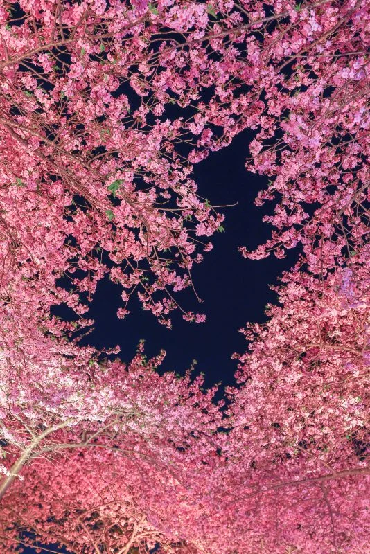 ハートの夜桜