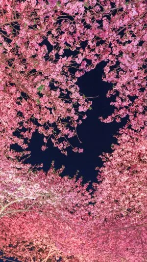 運気が上がる待ち受け ハートの夜桜。AndroidとiPhoneに対応した4K高画質の無料スマホ壁紙。三重県桑名市のなばなの里で撮影したフリー写真素材