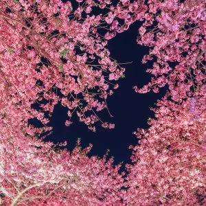 運気が上がる待ち受け ハートの夜桜。AndroidとiPhoneに対応した4K高画質の無料スマホ壁紙。三重県桑名市のなばなの里で撮影したフリー写真素材