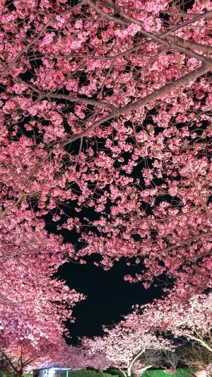 無料スマホ壁紙 夜桜のトンネルとハートの桜。AndroidとiPhoneに対応した4K高画質の無料待ち受け画像。三重県桑名市のなばなの里で撮影したフリー写真素材