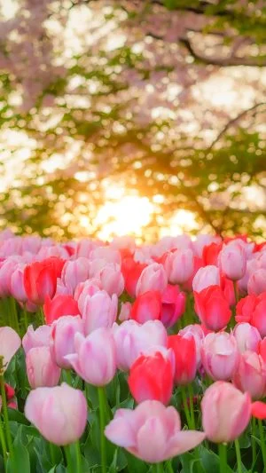 無料スマホ壁紙 春色のチューリップ。AndroidとiPhoneに対応した4K高画質の無料待ち受け画像。三重県桑名市のなばなの里で撮影したフリー写真素材
