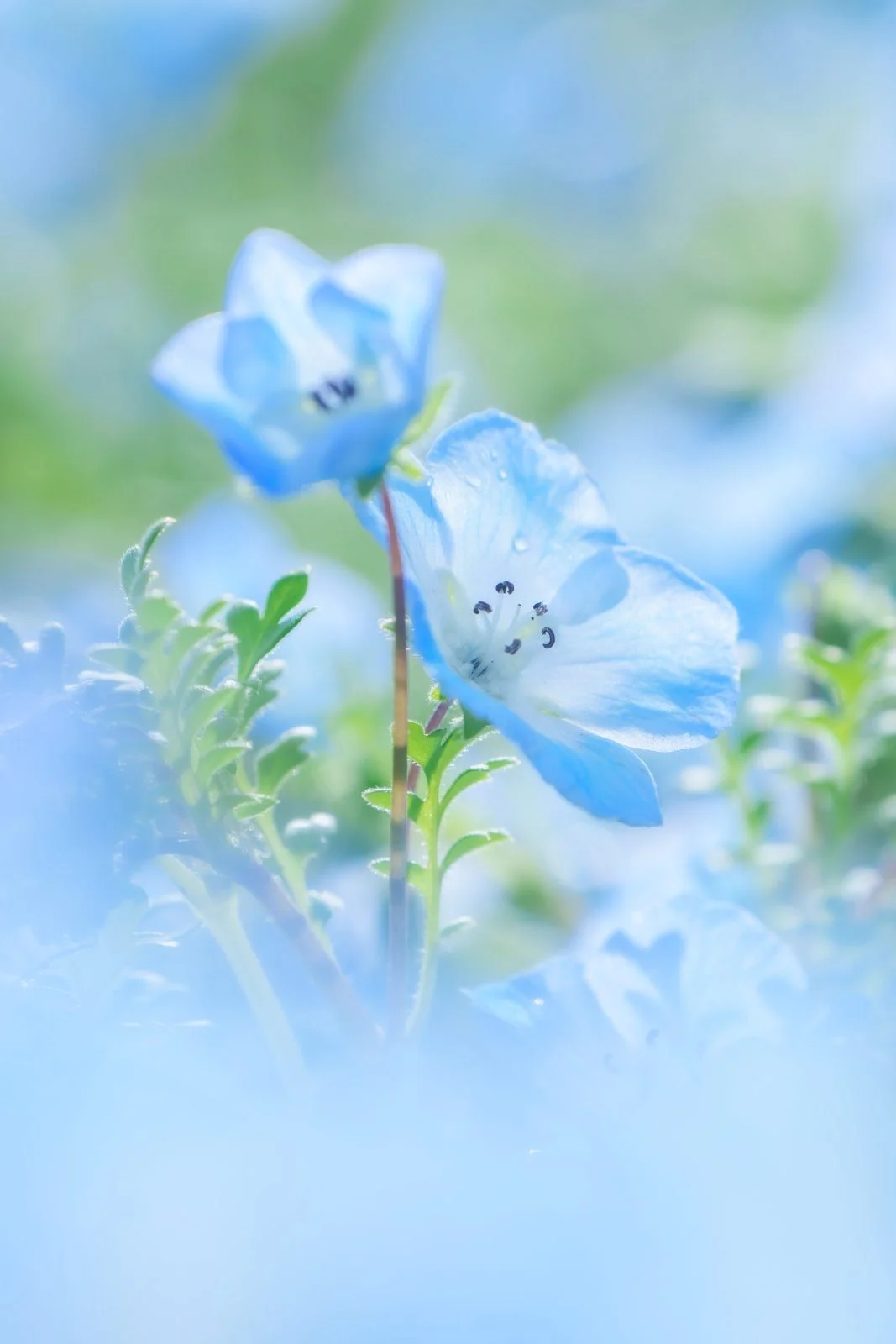 無料スマホ壁紙 パステルブルーのネモフィラ。AndroidとiPhoneに対応した4K高画質の無料待ち受け画像。三重県桑名市のなばなの里で撮影したフリー写真素材