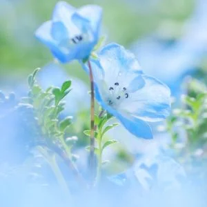 無料スマホ壁紙 パステルブルーのネモフィラ。AndroidとiPhoneに対応した4K高画質の無料待ち受け画像。三重県桑名市のなばなの里で撮影したフリー写真素材