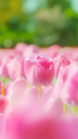 無料スマホ壁紙 パステルピンクのチューリップ。AndroidとiPhoneに対応した4K高画質の無料待ち受け画像。三重県桑名市のなばなの里で撮影したフリー写真素材