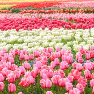 運気が上がる待ち受け ピンク・白・赤・黄のチューリップ畑。AndroidとiPhoneに対応した4K高画質の無料スマホ壁紙。三重県桑名市のなばなの里で撮影したフリー写真素材