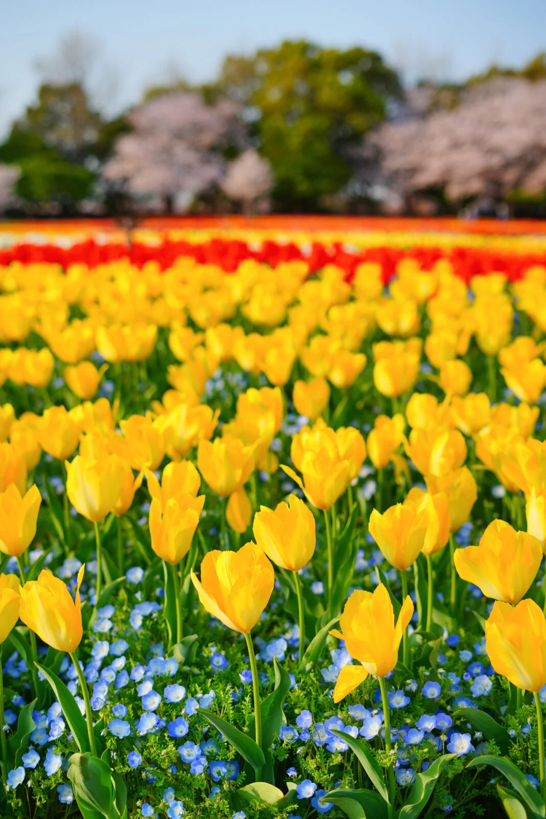 運気が上がる待ち受け 黄色いチューリップとネモフィラの共演。AndroidとiPhoneに対応した4K高画質の無料スマホ壁紙。三重県桑名市のなばなの里で撮影したフリー写真素材