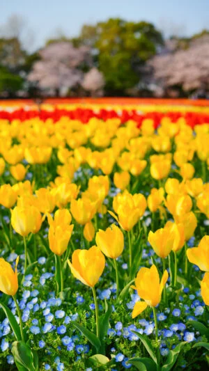 運気が上がる待ち受け 黄色いチューリップとネモフィラの共演。AndroidとiPhoneに対応した4K高画質の無料スマホ壁紙。三重県桑名市のなばなの里で撮影したフリー写真素材