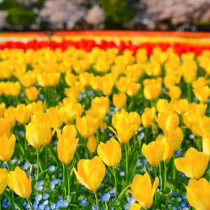 運気が上がる待ち受け 黄色いチューリップとネモフィラの共演。AndroidとiPhoneに対応した4K高画質の無料スマホ壁紙。三重県桑名市のなばなの里で撮影したフリー写真素材