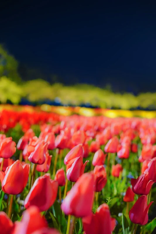 無料スマホ壁紙 夜空と赤色のチューリップ。AndroidとiPhoneに対応した4K高画質の無料待ち受け画像。三重県桑名市のなばなの里で撮影したフリー写真素材