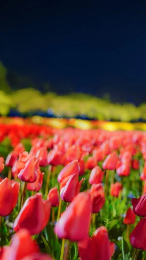 無料スマホ壁紙 夜空と赤色のチューリップ。AndroidとiPhoneに対応した4K高画質の無料待ち受け画像。三重県桑名市のなばなの里で撮影したフリー写真素材