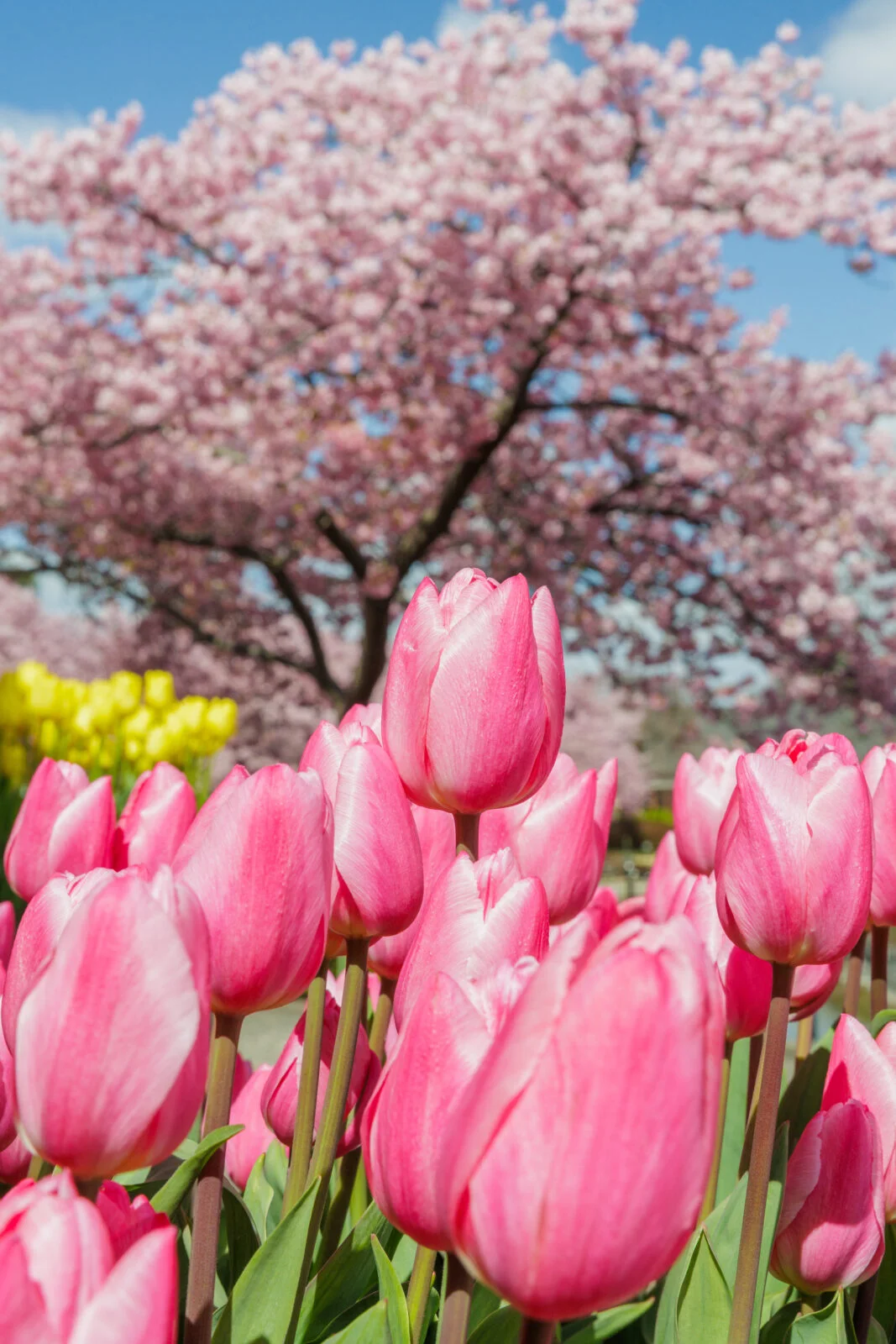 運気が上がる待ち受け ピンクのチューリップと河津桜。AndroidとiPhoneに対応した4K高画質の無料スマホ壁紙。三重県桑名市のなばなの里で撮影したフリー写真素材