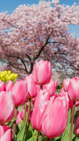 運気が上がる待ち受け ピンクのチューリップと河津桜。AndroidとiPhoneに対応した4K高画質の無料スマホ壁紙。三重県桑名市のなばなの里で撮影したフリー写真素材